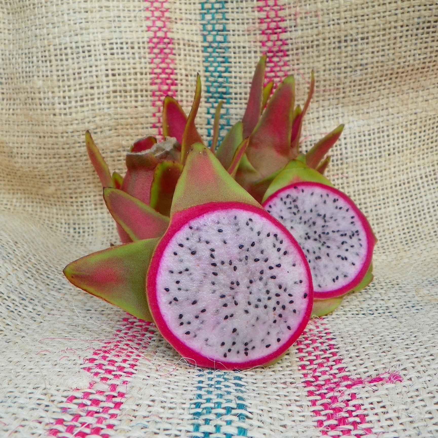 Maria Rosa” Dragon Fruit – GalaPlants
