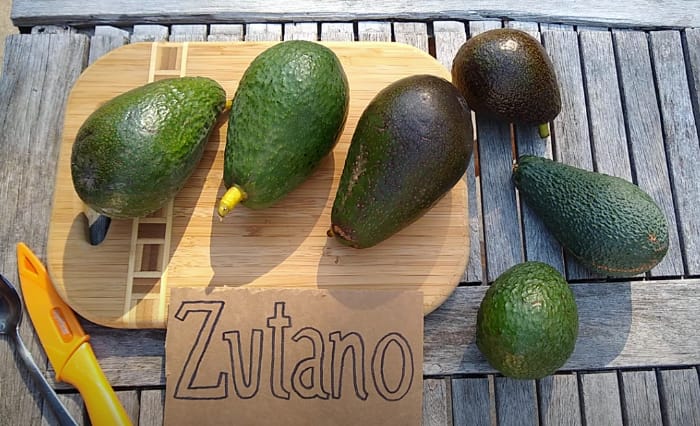 Grafted 'Zutano' Avocado Fruit Tree (3-4 Feet Tall) – GalaPlants